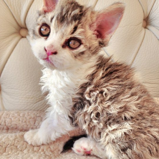 ZORO Of Ochatmouton Mâle Selkirk Rex Longhair