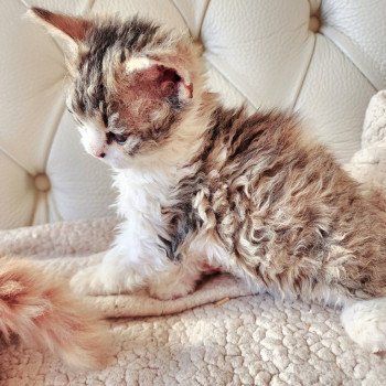 chaton Selkirk Rex Longhair brown spotted tabby ZORO Chatterie Ochatmouton chaton Selkirk Rex Longhair brown spotted tabby ZORO Chatterie Ochatmouton