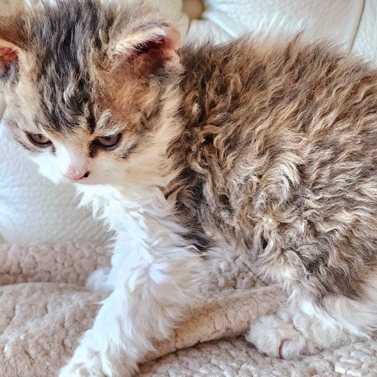 chaton Selkirk Rex Longhair brown spotted tabby ZORO Chatterie Ochatmouton