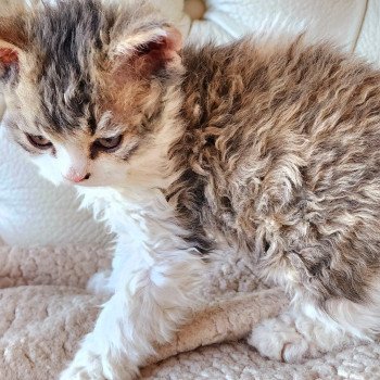 chaton Selkirk Rex Longhair brown spotted tabby ZORO Chatterie Ochatmouton chaton Selkirk Rex Longhair brown spotted tabby ZORO Chatterie Ochatmouton