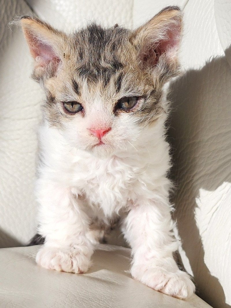 ZORO Of Ochatmouton Mâle Selkirk Rex Longhair