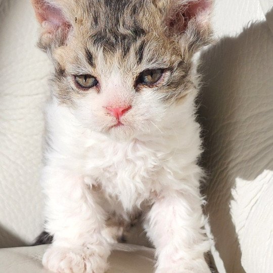 ZORO Of Ochatmouton Mâle Selkirk Rex Longhair