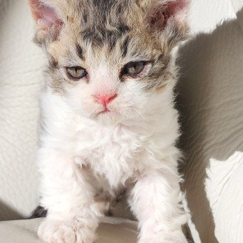 chaton Selkirk Rex Longhair brown spotted tabby bicolor ZORO Chatterie Ochatmouton chaton Selkirk Rex Longhair brown spotted tabby bicolor ZORO Chatterie Ochatmouton
