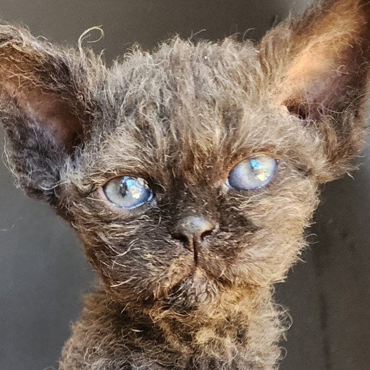 chaton Selkirk Rex Longhair black Chatterie Ochatmouton