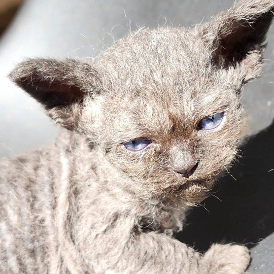 chaton Selkirk Rex Longhair black Aby Chatterie Ochatmouton