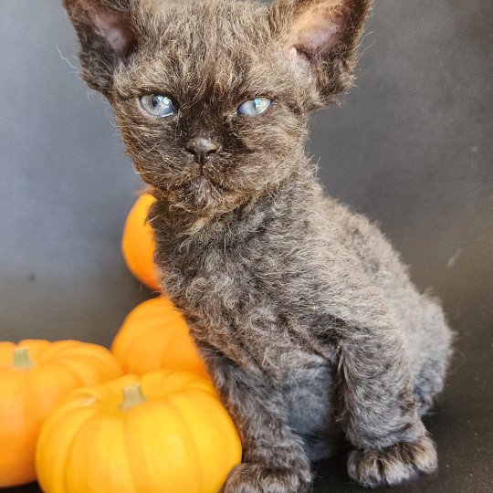 chaton Selkirk Rex Longhair black Aby Chatterie Ochatmouton
