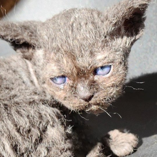 chaton Selkirk Rex Longhair black Aby Chatterie Ochatmouton