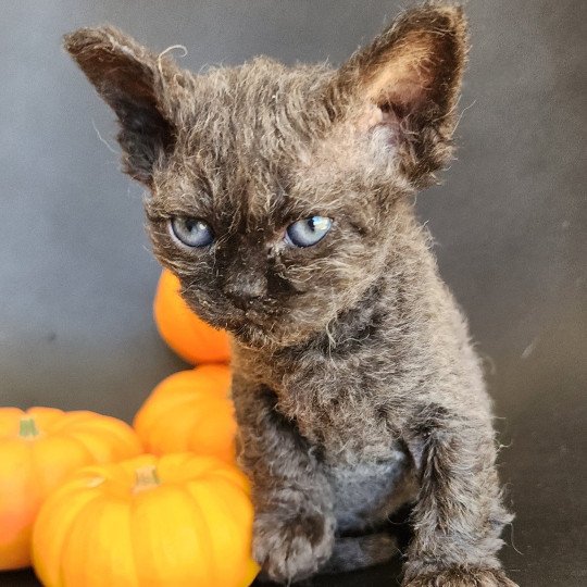 chaton Selkirk Rex Longhair black Aby Chatterie Ochatmouton