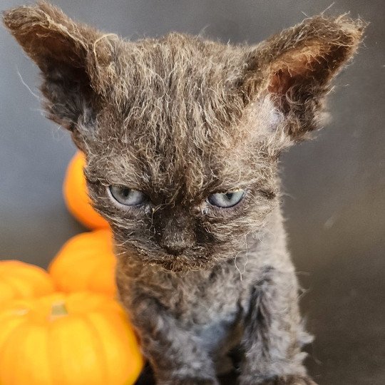 chaton Selkirk Rex Longhair black Aby Chatterie Ochatmouton