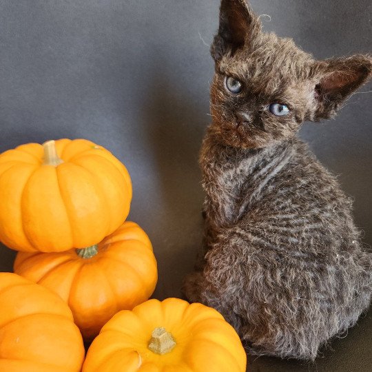 chaton Selkirk Rex Longhair black Aby Chatterie Ochatmouton