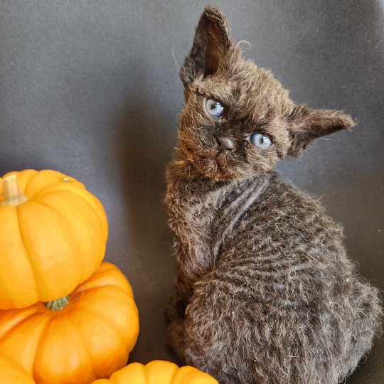 chaton Selkirk Rex Longhair black Aby Chatterie Ochatmouton