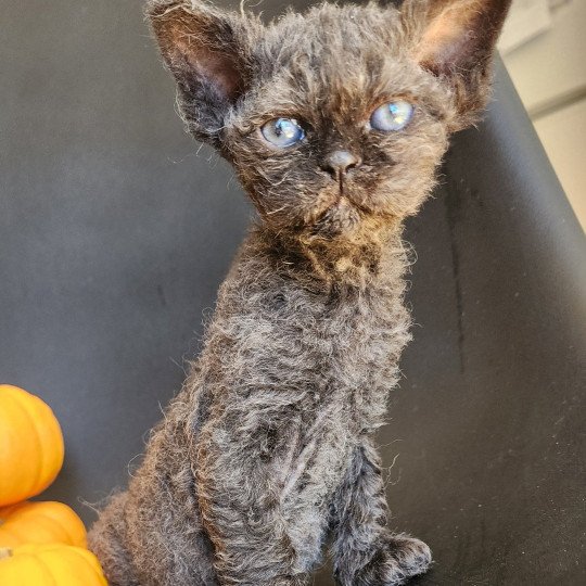 chaton Selkirk Rex Longhair black Aby Chatterie Ochatmouton