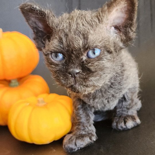 chaton Selkirk Rex Longhair black Aby Chatterie Ochatmouton