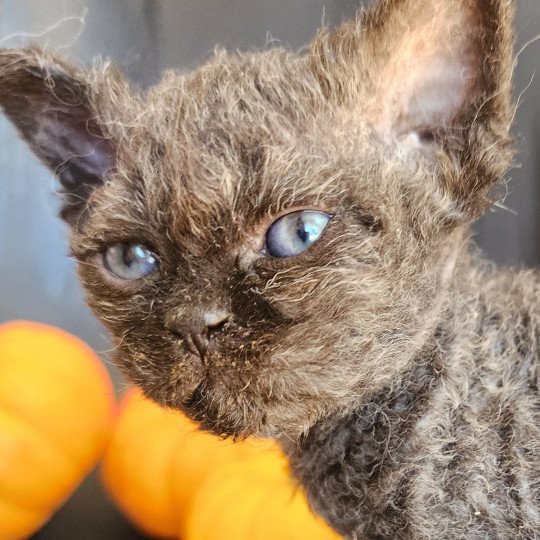 chaton Selkirk Rex Longhair black Aby Chatterie Ochatmouton