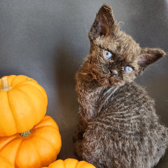 chaton Selkirk Rex Longhair black Aby Chatterie Ochatmouton