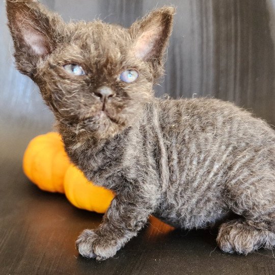 chaton Selkirk Rex Longhair black Aby Chatterie Ochatmouton