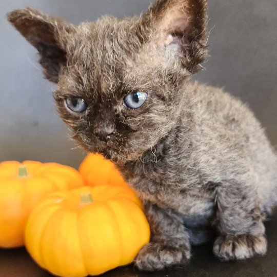 chaton Selkirk Rex Longhair black Aby Chatterie Ochatmouton