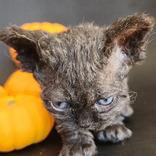 chaton Selkirk Rex Longhair black Aby Chatterie Ochatmouton