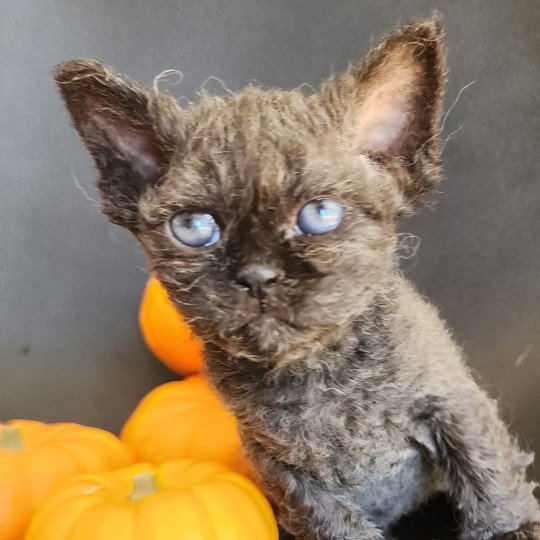 chaton Selkirk Rex Longhair black Aby Chatterie Ochatmouton