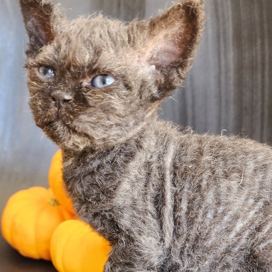chaton Selkirk Rex Longhair black Aby Chatterie Ochatmouton
