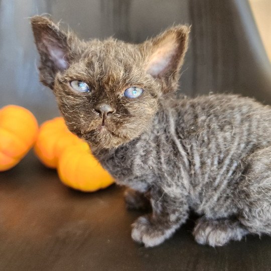 chaton Selkirk Rex Longhair black Aby Chatterie Ochatmouton