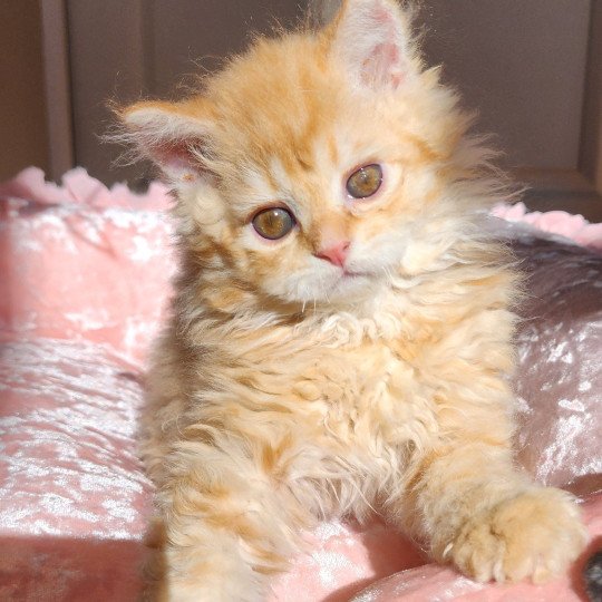 chaton Selkirk Rex Longhair red mackerel tabby Archi Chatterie Ochatmouton
