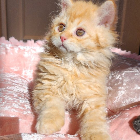 chaton Selkirk Rex Longhair red mackerel tabby Archi Chatterie Ochatmouton