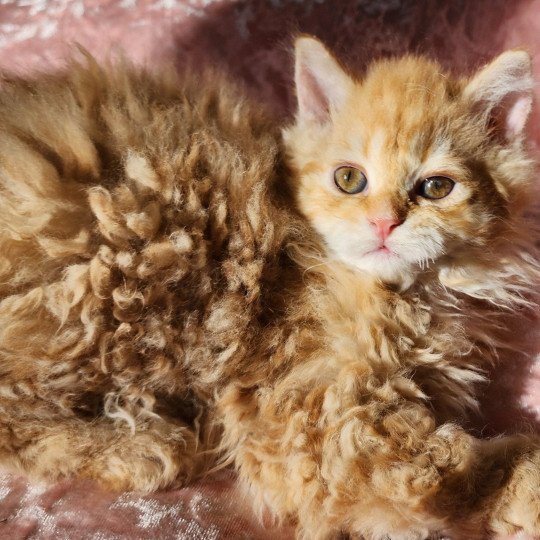 chaton Selkirk Rex Longhair red mackerel tabby Archi Chatterie Ochatmouton