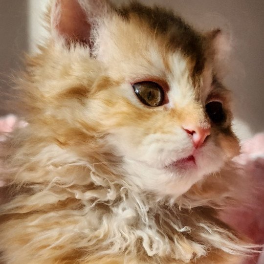 chaton Selkirk Rex Longhair red mackerel tabby Archi Chatterie Ochatmouton