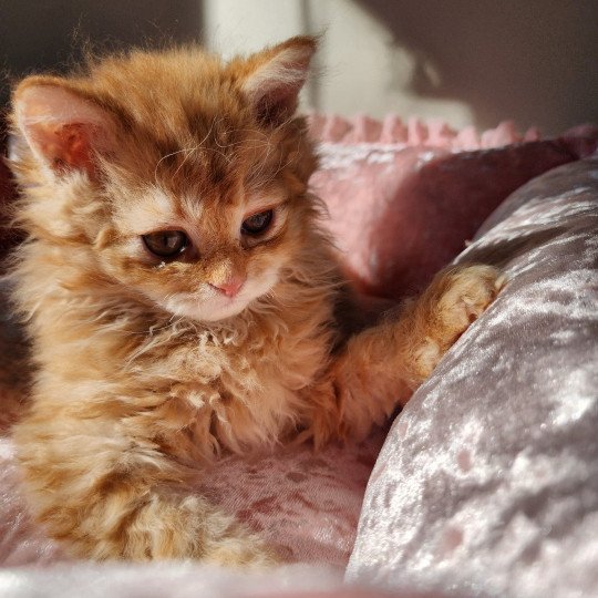 chaton Selkirk Rex Longhair red mackerel tabby Archie Chatterie Ochatmouton