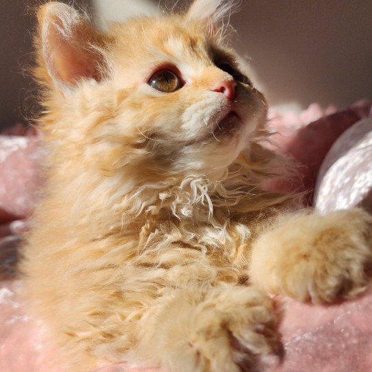 chaton Selkirk Rex Longhair red mackerel tabby Archie Chatterie Ochatmouton
