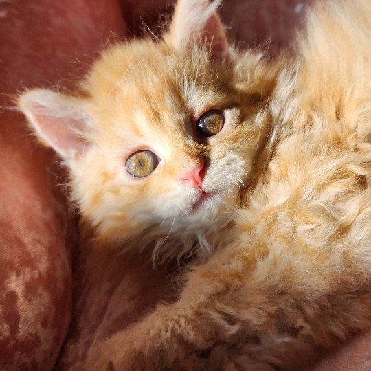 chaton Selkirk Rex Longhair red mackerel tabby Archie Chatterie Ochatmouton