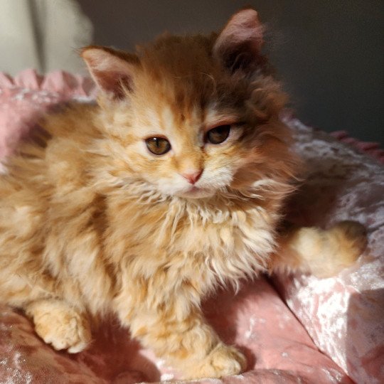 chaton Selkirk Rex Longhair red mackerel tabby Archie Chatterie Ochatmouton