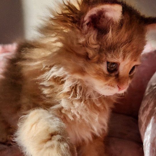 chaton Selkirk Rex Longhair red mackerel tabby Archie Chatterie Ochatmouton