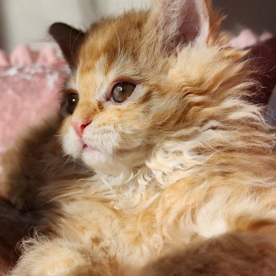 chaton Selkirk Rex Longhair red mackerel tabby Archie Chatterie Ochatmouton