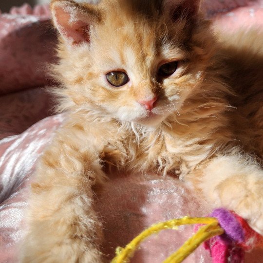 chaton Selkirk Rex Longhair red mackerel tabby Archie Chatterie Ochatmouton