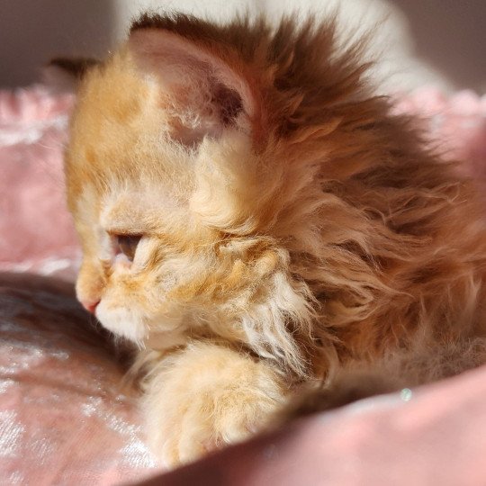 chaton Selkirk Rex Longhair red mackerel tabby Archie Chatterie Ochatmouton