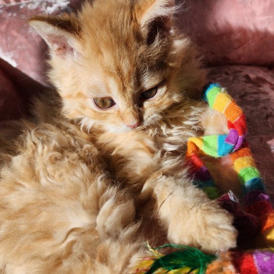 chaton Selkirk Rex Longhair red mackerel tabby Archie Chatterie Ochatmouton