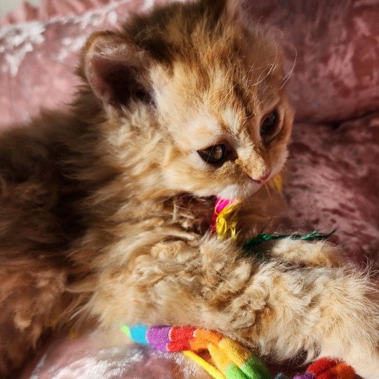 chaton Selkirk Rex Longhair red mackerel tabby Archie Chatterie Ochatmouton