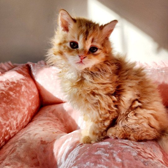 chaton Selkirk Rex Longhair red mackerel tabby Archie Chatterie Ochatmouton