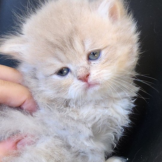 chaton Selkirk Straight Longhair lilac golden Chatterie Ochatmouton