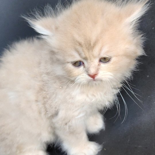 chaton Selkirk Straight Longhair lilac golden Chatterie Ochatmouton