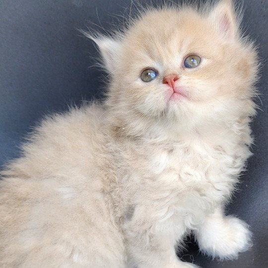 chaton Selkirk Straight Longhair lilac golden Chatterie Ochatmouton