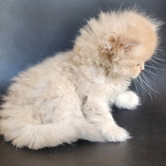 chaton Selkirk Straight Longhair lilac golden Chatterie Ochatmouton