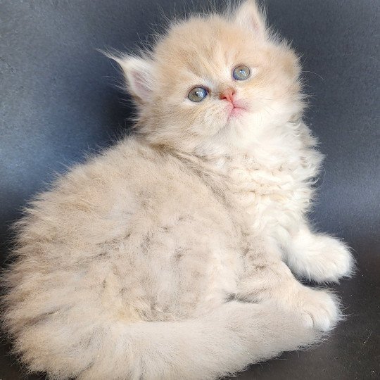 chaton Selkirk Straight Longhair lilac golden Chatterie Ochatmouton