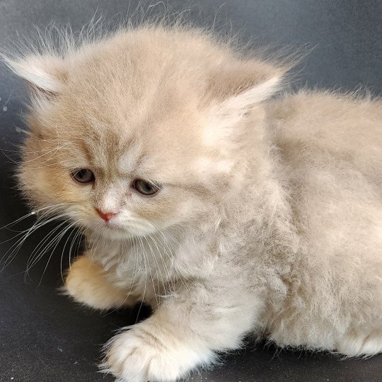 chaton Selkirk Straight Longhair lilac golden Chatterie Ochatmouton