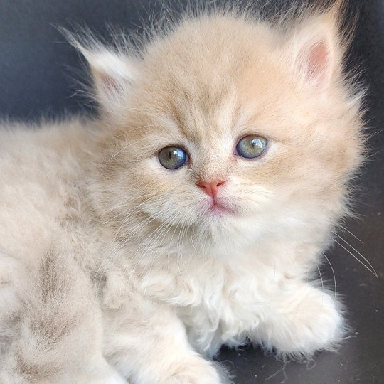 chaton Selkirk Straight Longhair lilac golden Chatterie Ochatmouton