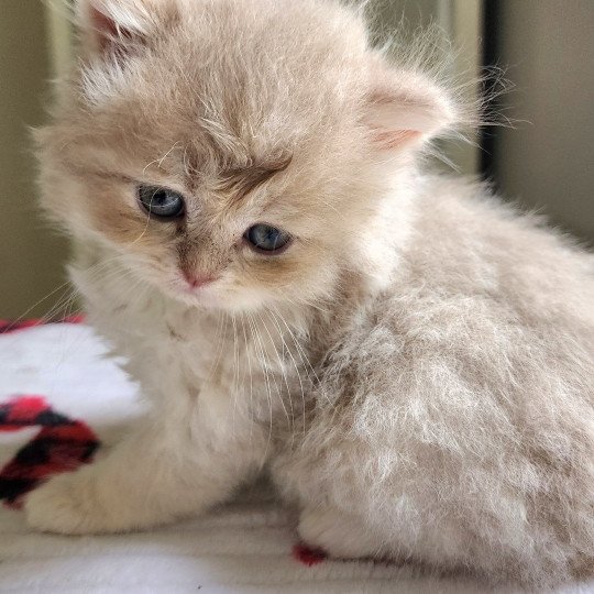 chaton Selkirk Straight Longhair lilac golden Chatterie Ochatmouton