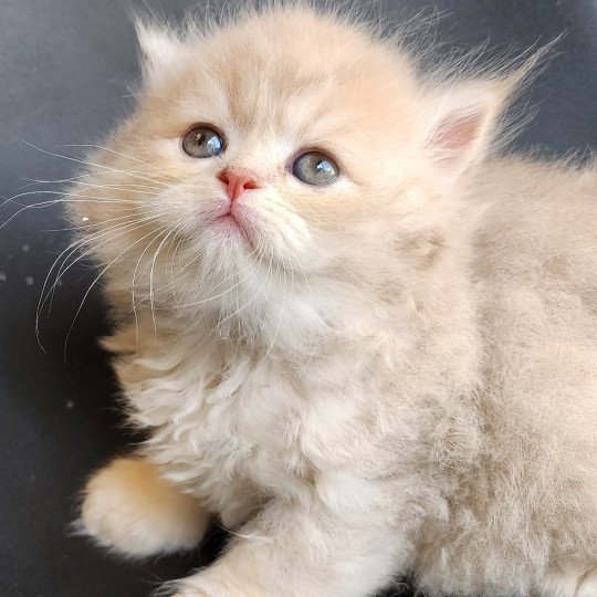 chaton Selkirk Straight Longhair lilac golden Chatterie Ochatmouton