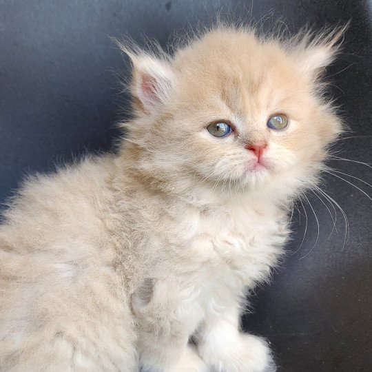 chaton Selkirk Straight Longhair lilac golden Chatterie Ochatmouton